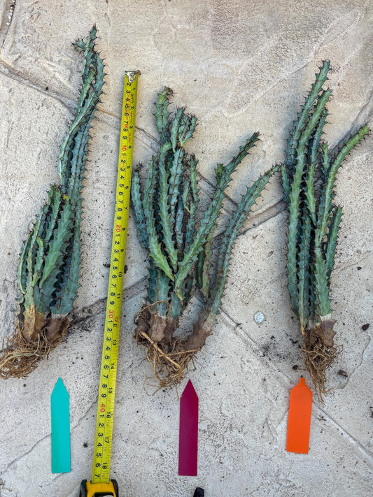 euphorbia greenwayi Cluster (#1) | Imported Cactus