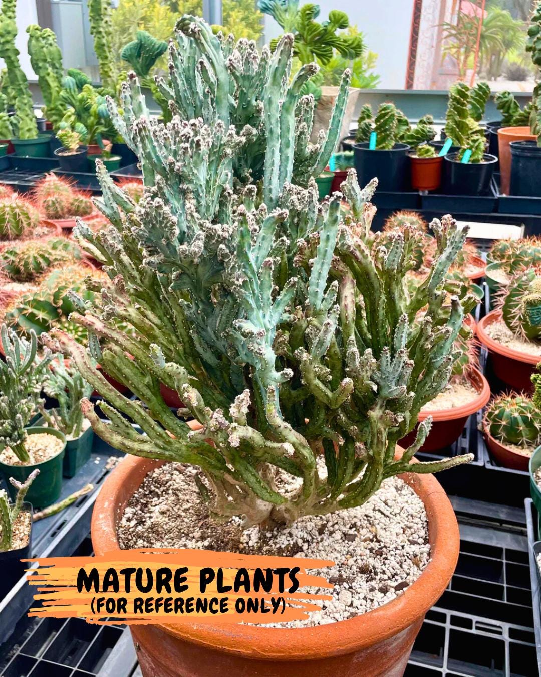 Bizarre Monvillea spegazzinii cristata (Yellow) | Little Scars