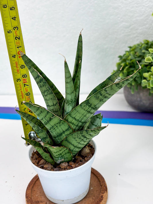 Sansevieria Galaxy (#H39) | Imported Hybrids