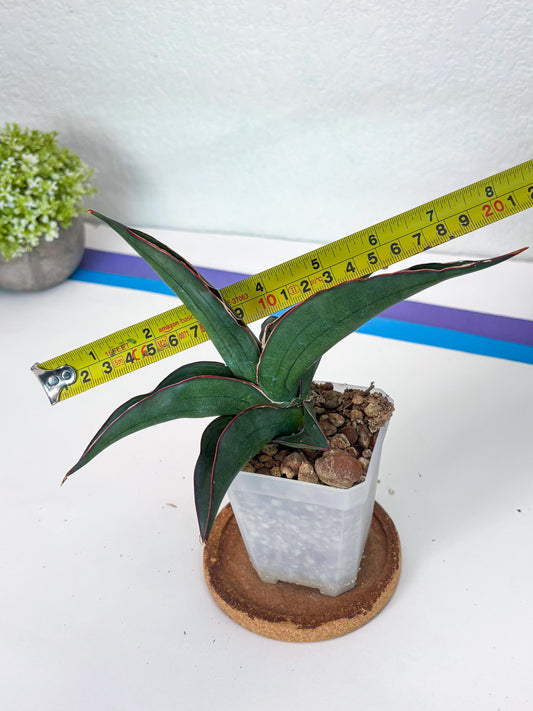 Sansevieria Kirana (#H42) | Imported Hybrids