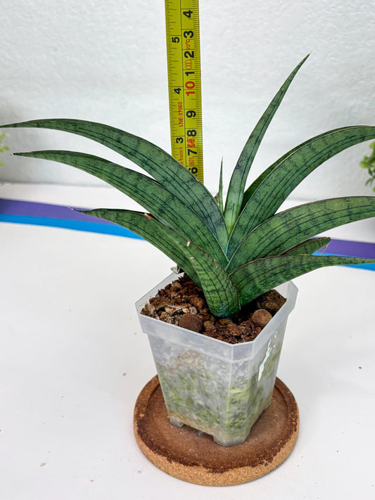 Sansevieria Serayu (#H59) | Imported Snake Plants