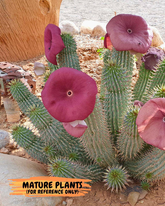 Kalahari Cactus (Blue) | Imported Plant