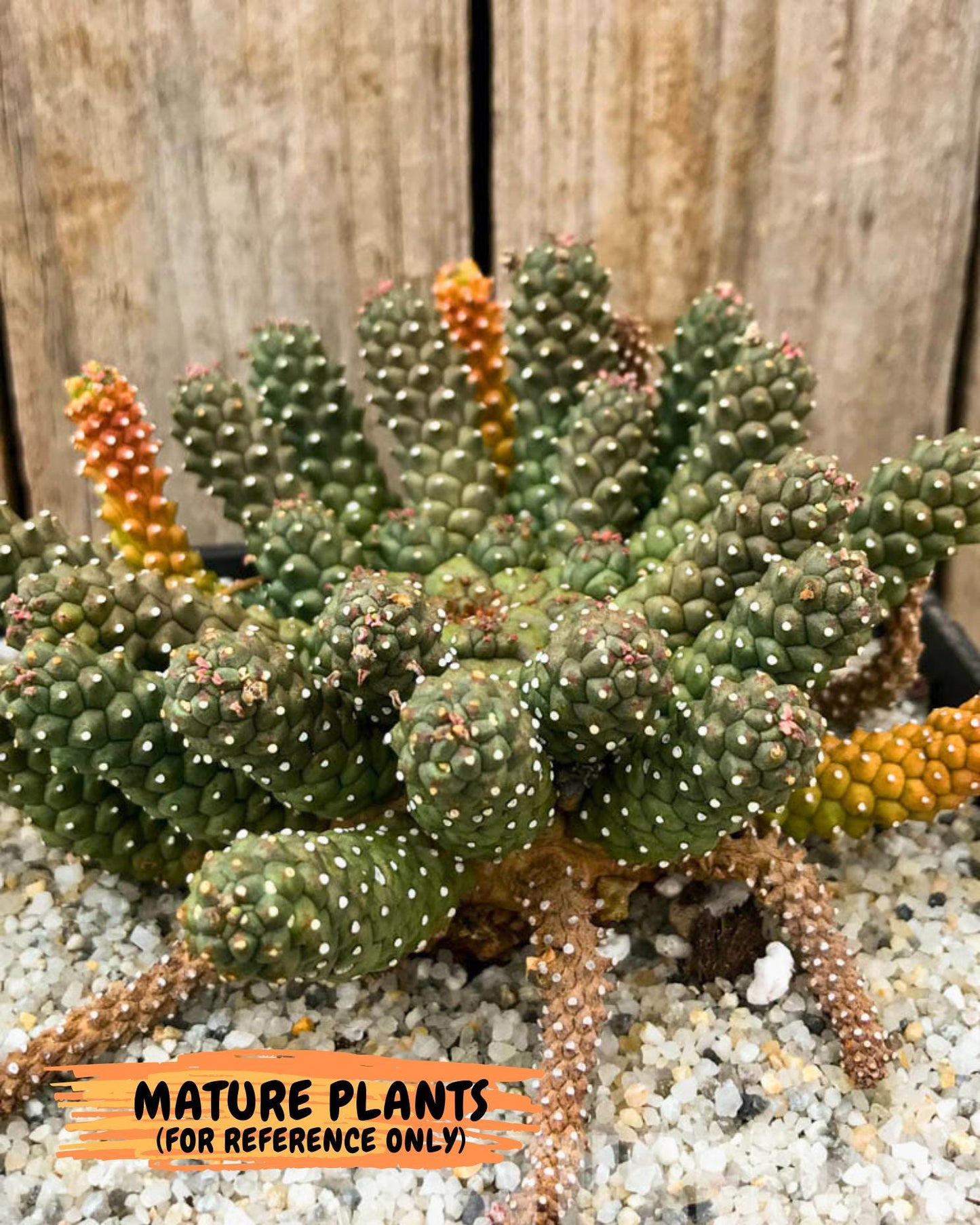 Euphorb atroviridis (G) | ONLY for Advanced Grower!!