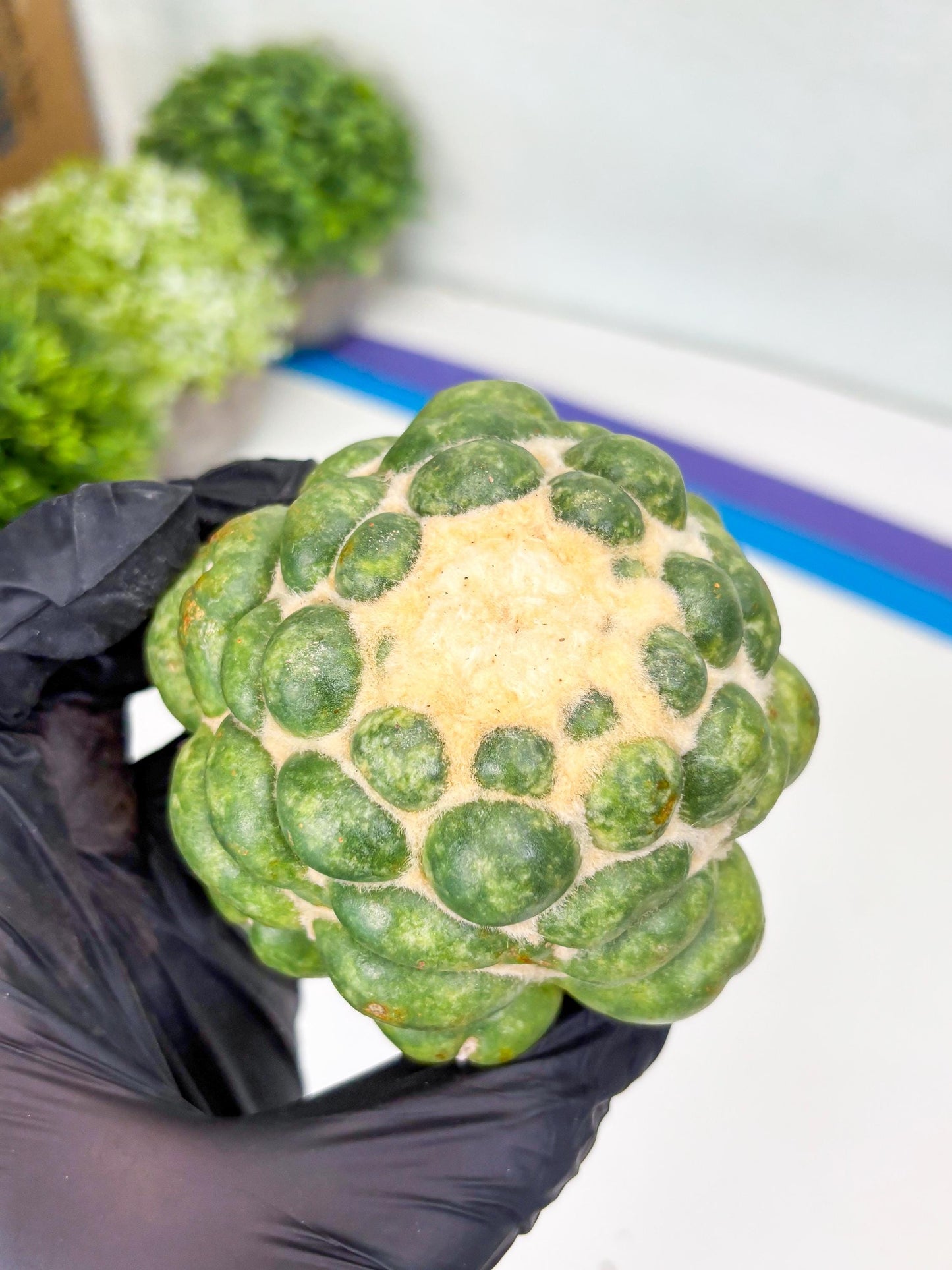 Mature Coryphantha Elephantidens cv. Inermis (#4) | Imported Plants