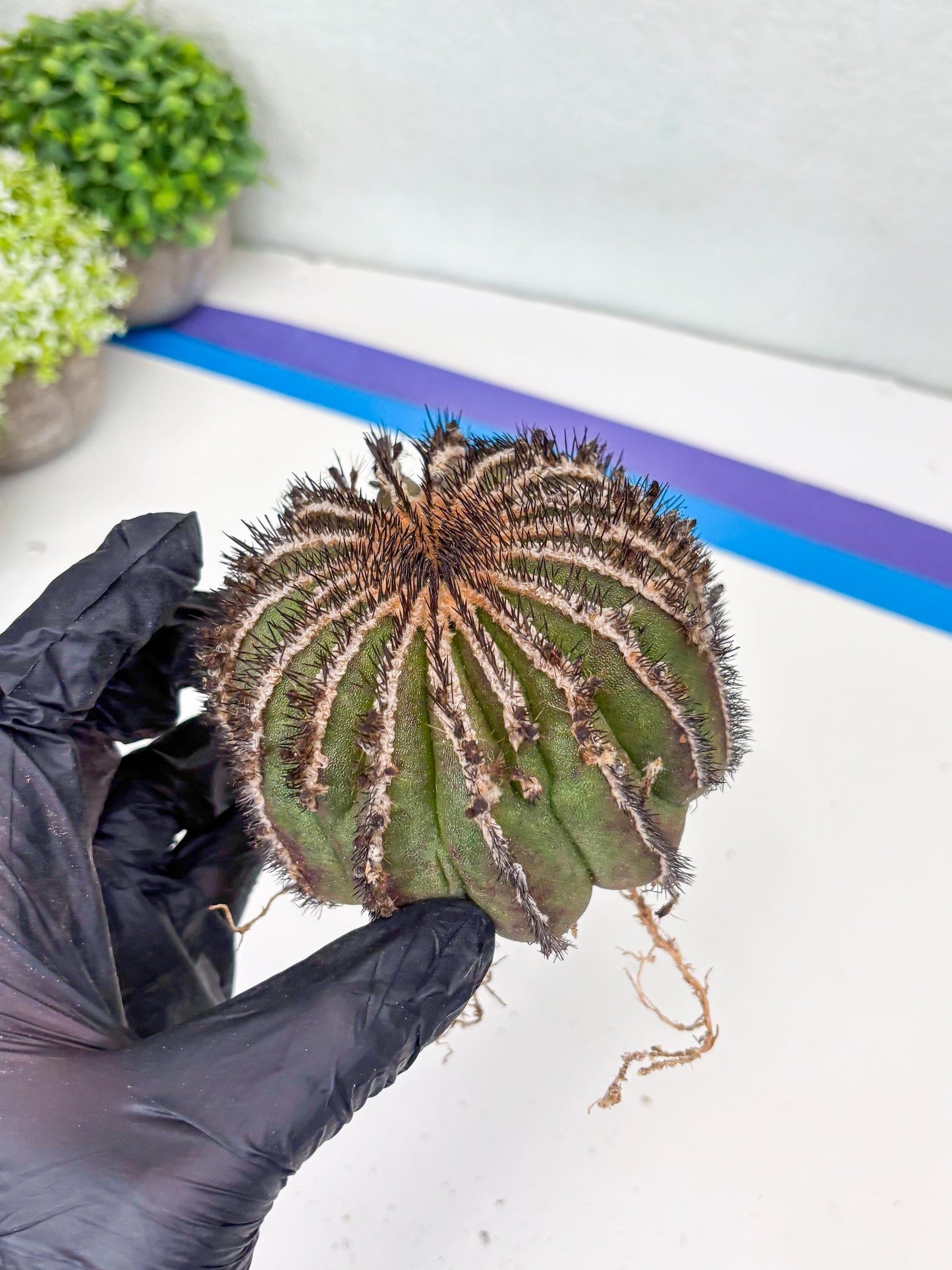 Rare Mature Cactus (R) | Imported Plants