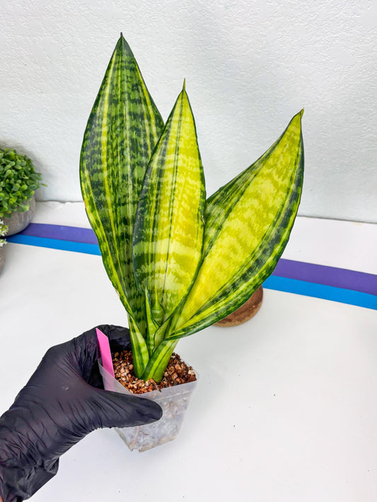 Sansevieria Futra Americano (Pink) | Imported