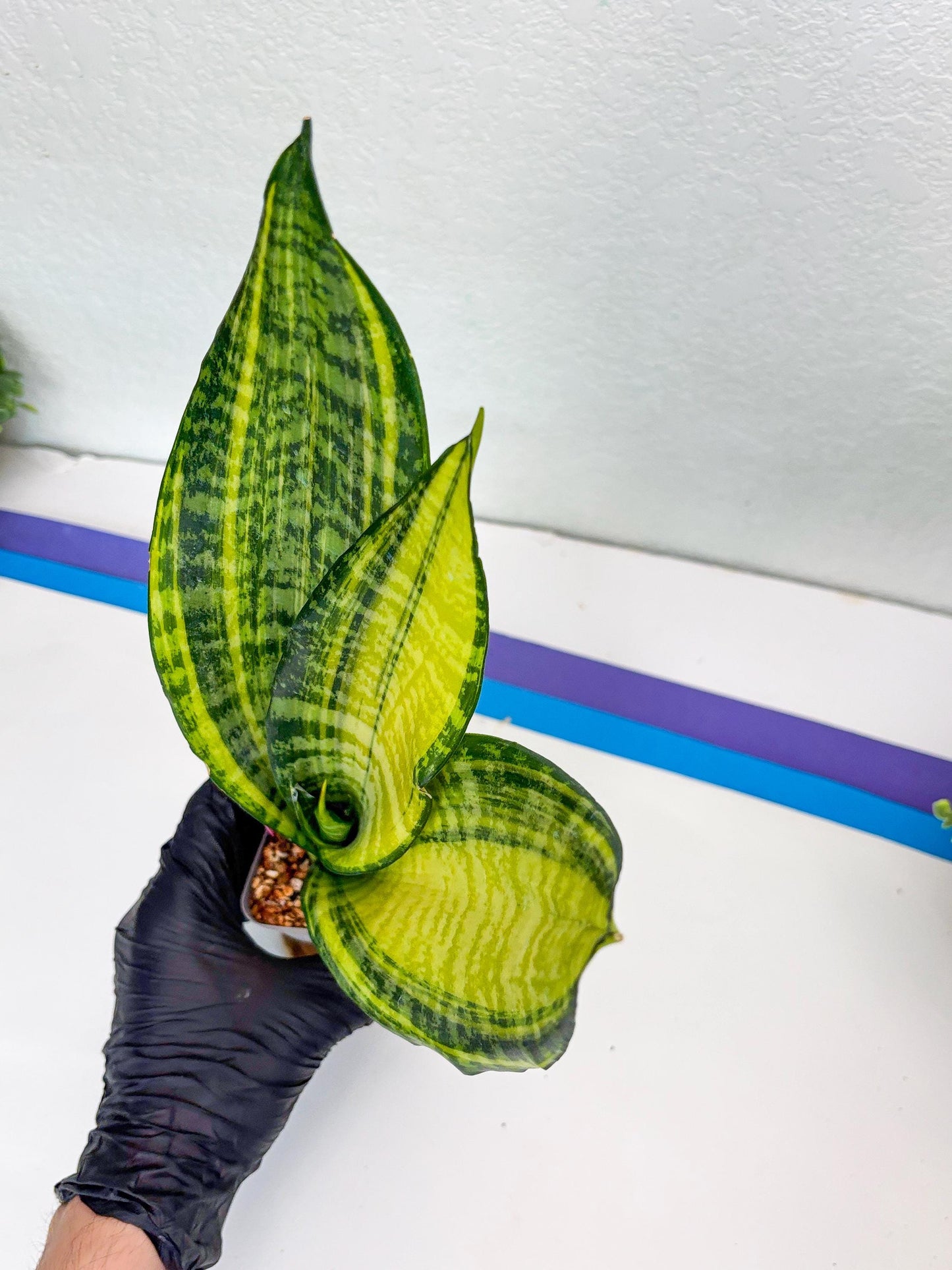 Sansevieria Futra Americano (Pink) | Imported