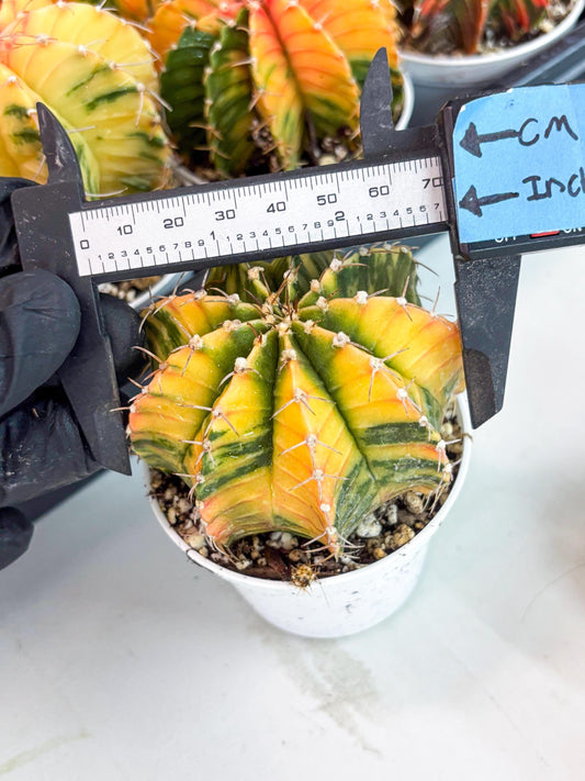 Gymnocalycium LB Hybrid | (gy6) (g7) | variegated cactus