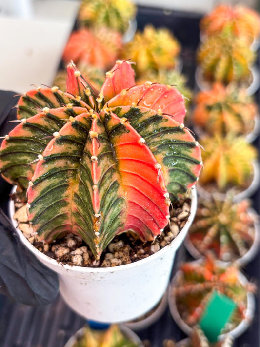 Gymnocalycium LB Hybrid | (gy7) (y1) | variegated cactus