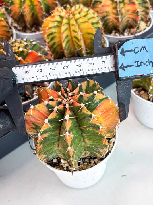 Gymnocalycium LB Hybrid | (gy7) (y2) | variegated cactus