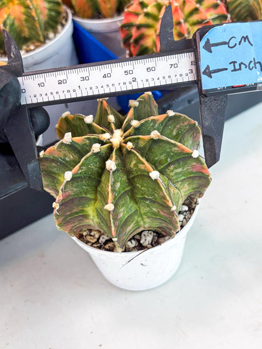 Gymnocalycium LB Hybrid | (gy8) (r4) | variegated cactus