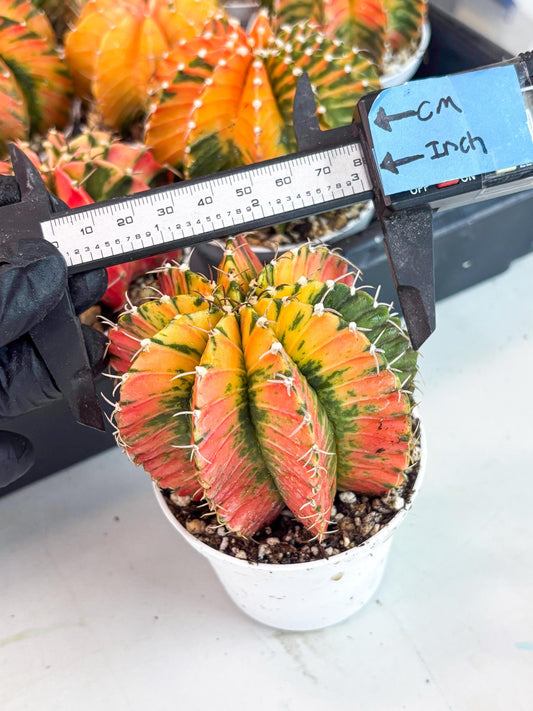 Gymnocalycium LB Hybrid | (gy8) (r7) | variegated cactus