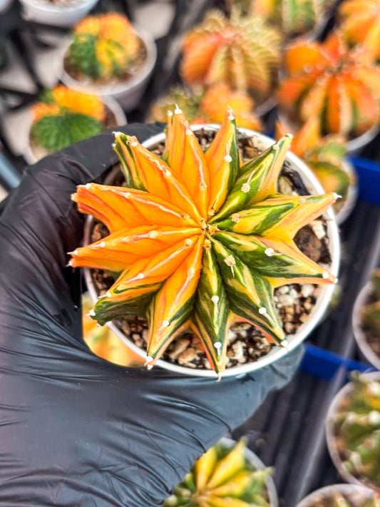 Gymnocalycium LB Hybrid | (gy8) (b2) | variegated cactus