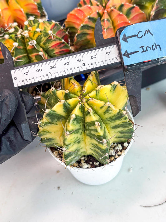 Gymnocalycium LB Hybrid | (gy8) (b3) | variegated cactus