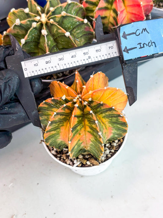 Gymnocalycium LB Hybrid | (gy8) (b4) | variegated cactus
