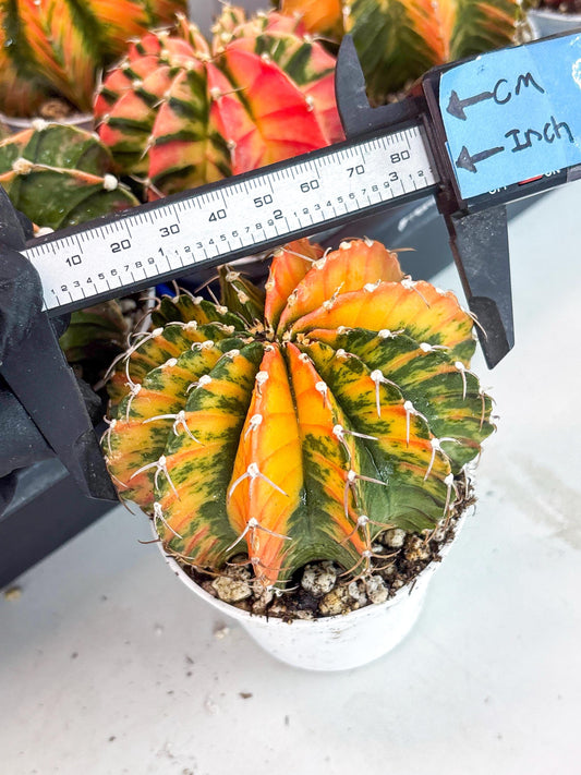 Gymnocalycium LB Hybrid | (gy8) (g4) | variegated cactus