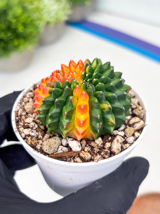 Gymnocalycium Inermis Cristata | (gy4) (y2) | For Advanced Grower!