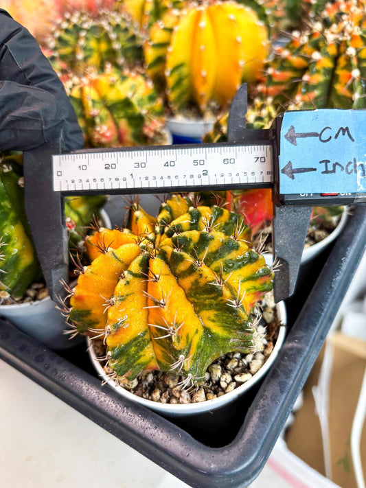 Gymnocalycium Mihanovichii Var (gy1) (b1) | Rare sucuclent