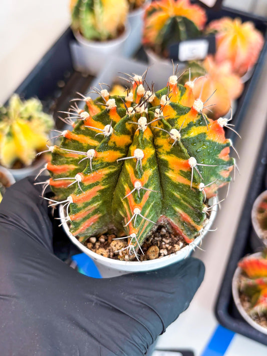 Gymnocalycium Mihanovichii Var (gy1) (b4) | Rare sucuclent
