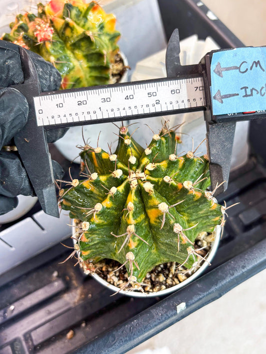 Gymnocalycium Mihanovichii Var (gy1) (y5) | Rare sucuclent