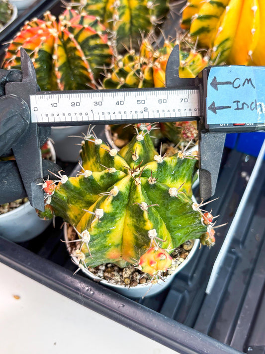 Gymnocalycium Mihanovichii Var (gy1) (y7) | Rare sucuclent