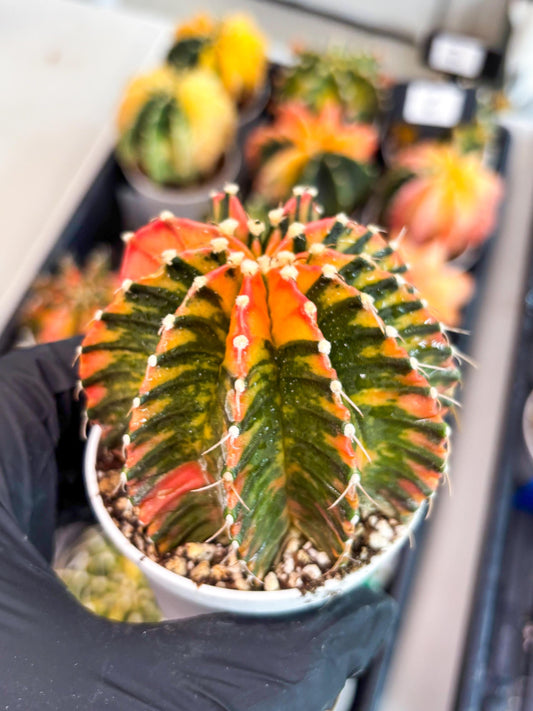 Gymnocalycium Mihanovichii Var (gy1) (p5) | Rare sucuclent