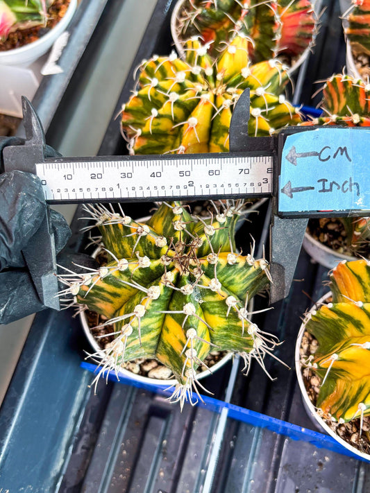 Gymnocalycium Mihanovichii Var (gy2) (o3) | Imported