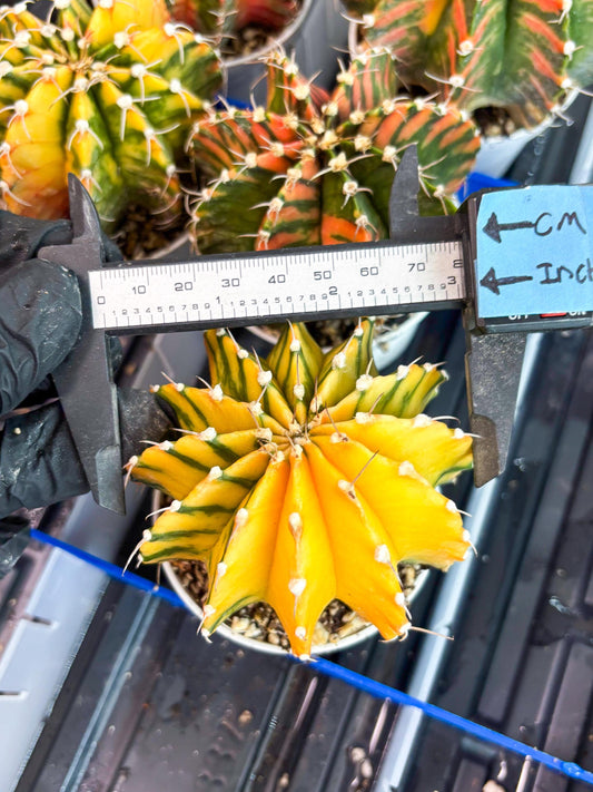 Gymnocalycium Mihanovichii Var (gy2) (o4) | Imported