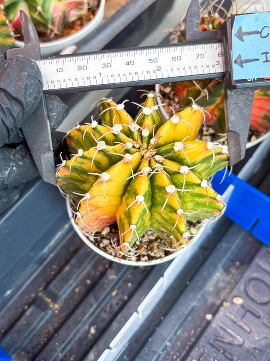 Gymnocalycium Mihanovichii Var (gy2) (o7) | Imported