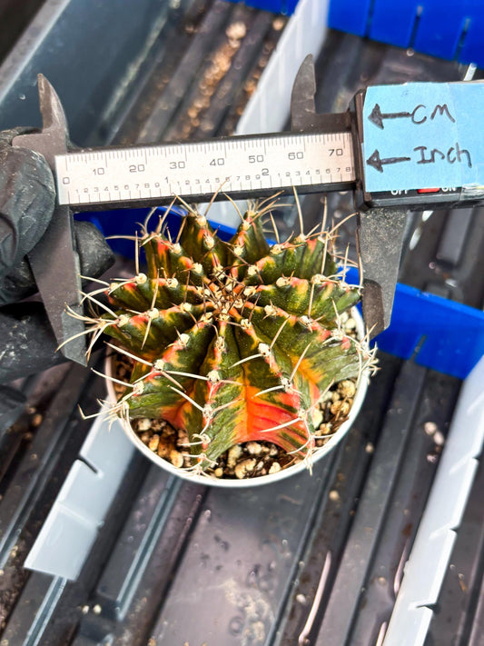 Gymnocalycium Mihanovichii Var (gy2) (y1) | Imported