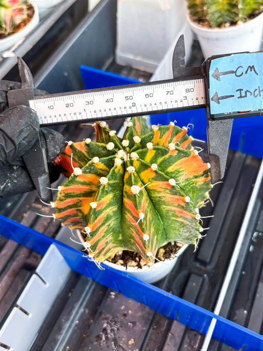 Gymnocalycium Mihanovichii Var (gy2) (y2) | Imported