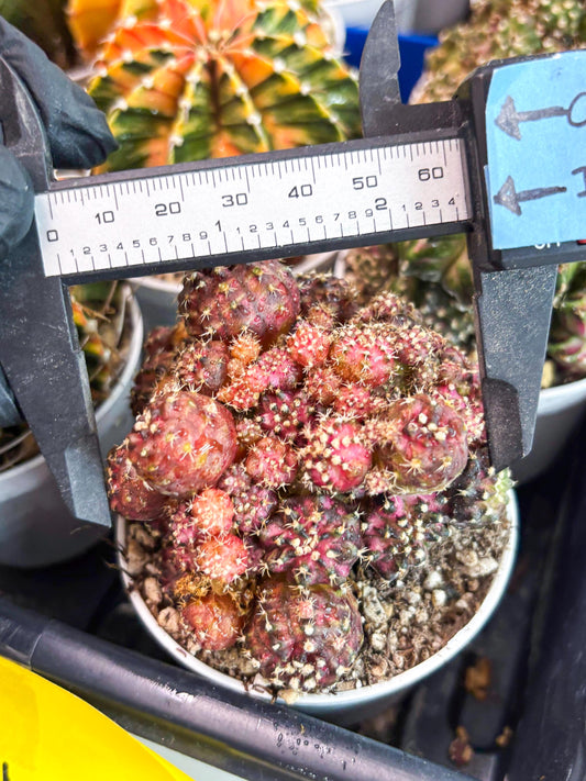 Gymnocalycium Mihanovichii Cluster | (gy5) (p1) | Best For Grafting