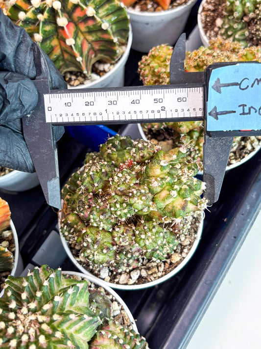 Gymnocalycium Mihanovichii Cluster | (gy5) (p3) | Best For Grafting