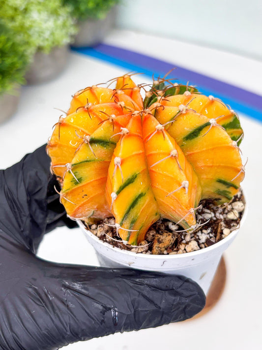 Gymnocalycium LB Hybrid | (gy5) (b3) | variegated cactus