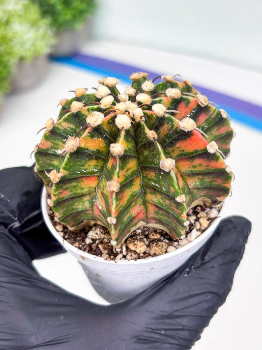 Gymnocalycium LB Hybrid | (gy5) (b4) | variegated cactus