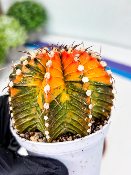 Gymnocalycium LB Hybrid | (gy5) (b6) | variegated cactus