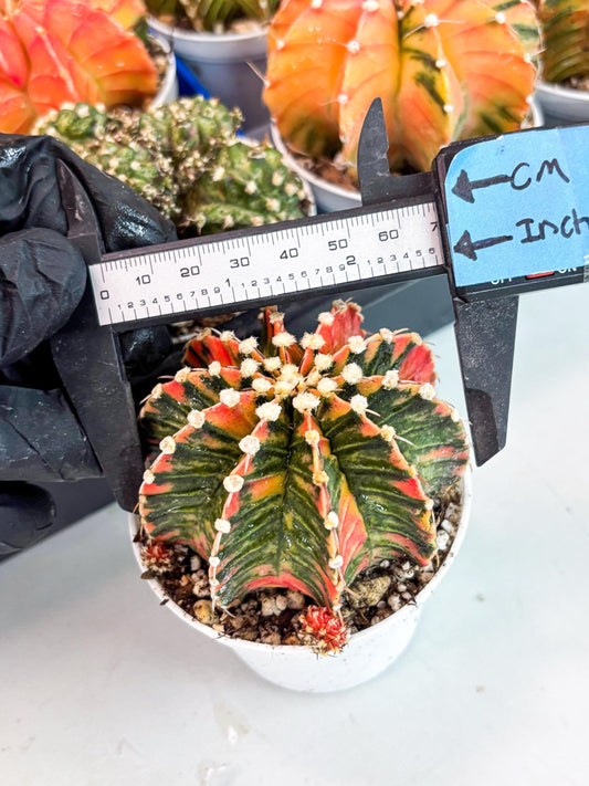 Gymnocalycium LB Hybrid | (gy5) (b7) | variegated cactus