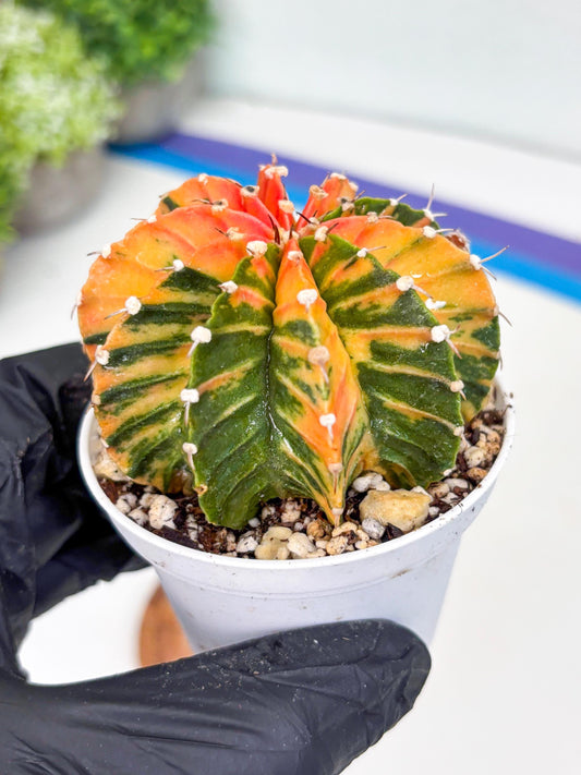 Gymnocalycium LB Hybrid | (gy5) (y1) | variegated cactus