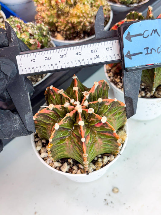 Gymnocalycium LB Hybrid | (gy5) (y2) | variegated cactus