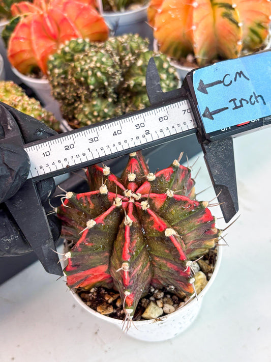 Gymnocalycium LB Hybrid | (gy5) (y7) | variegated cactus
