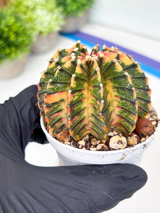Gymnocalycium LB Hybrid | (gy6) (o4) | variegated cactus