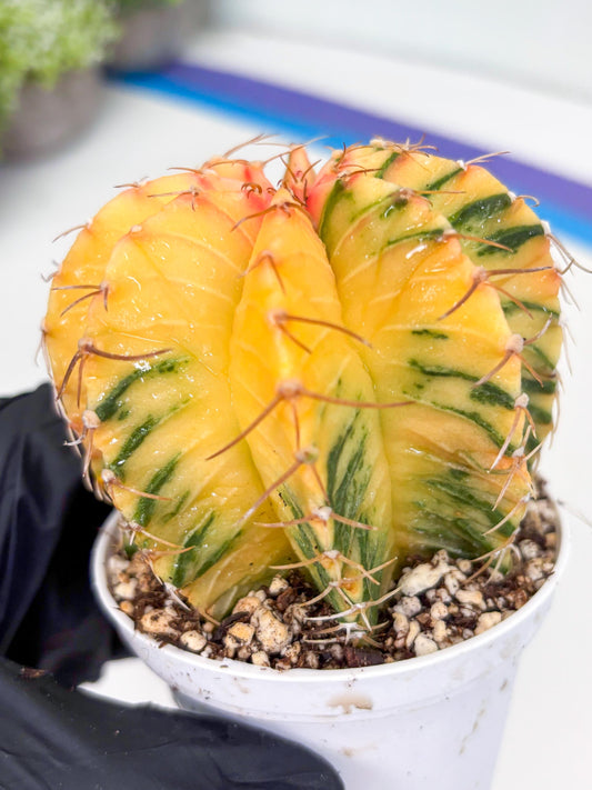 Gymnocalycium LB Hybrid | (gy6) (o5) | variegated cactus