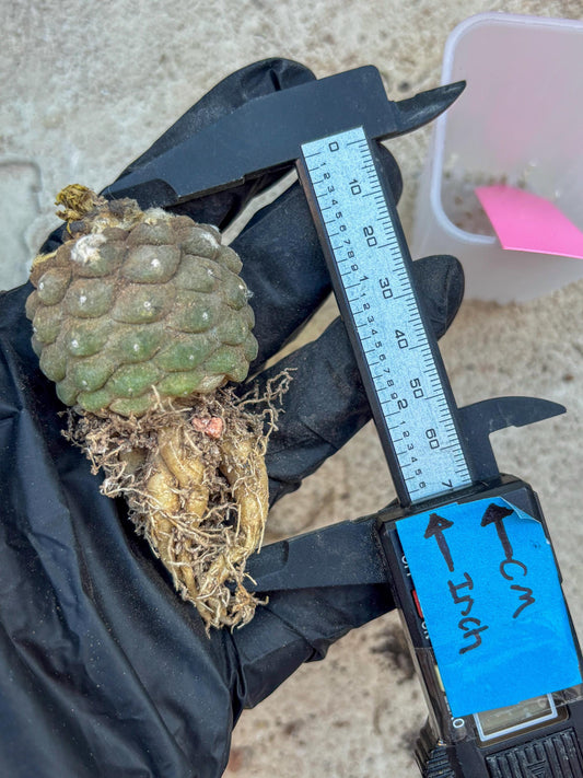 Lizard Skin Cactus (P) | Fully Rooted | Rare imported Cactus