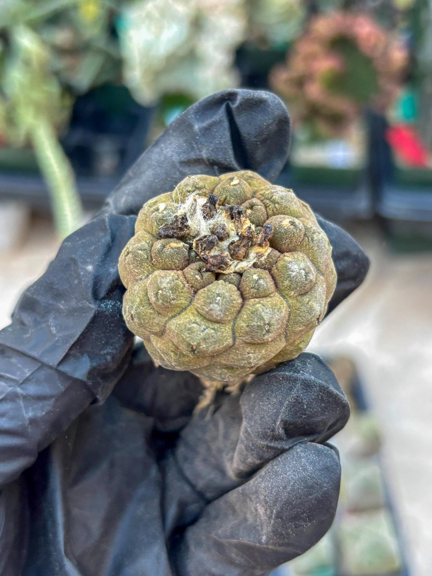 Lizard Skin Cactus (O) | Fully Rooted | Rare imported Cactus