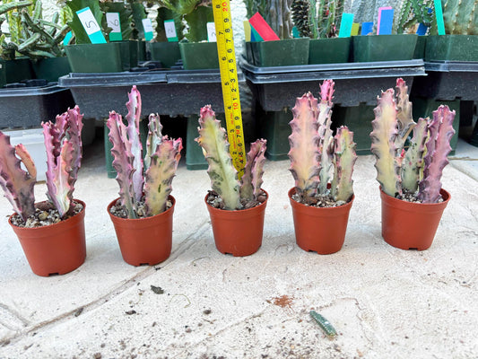 Pink Euphorbia Lactea (G) | 1 Pot/ 3pcs of plants