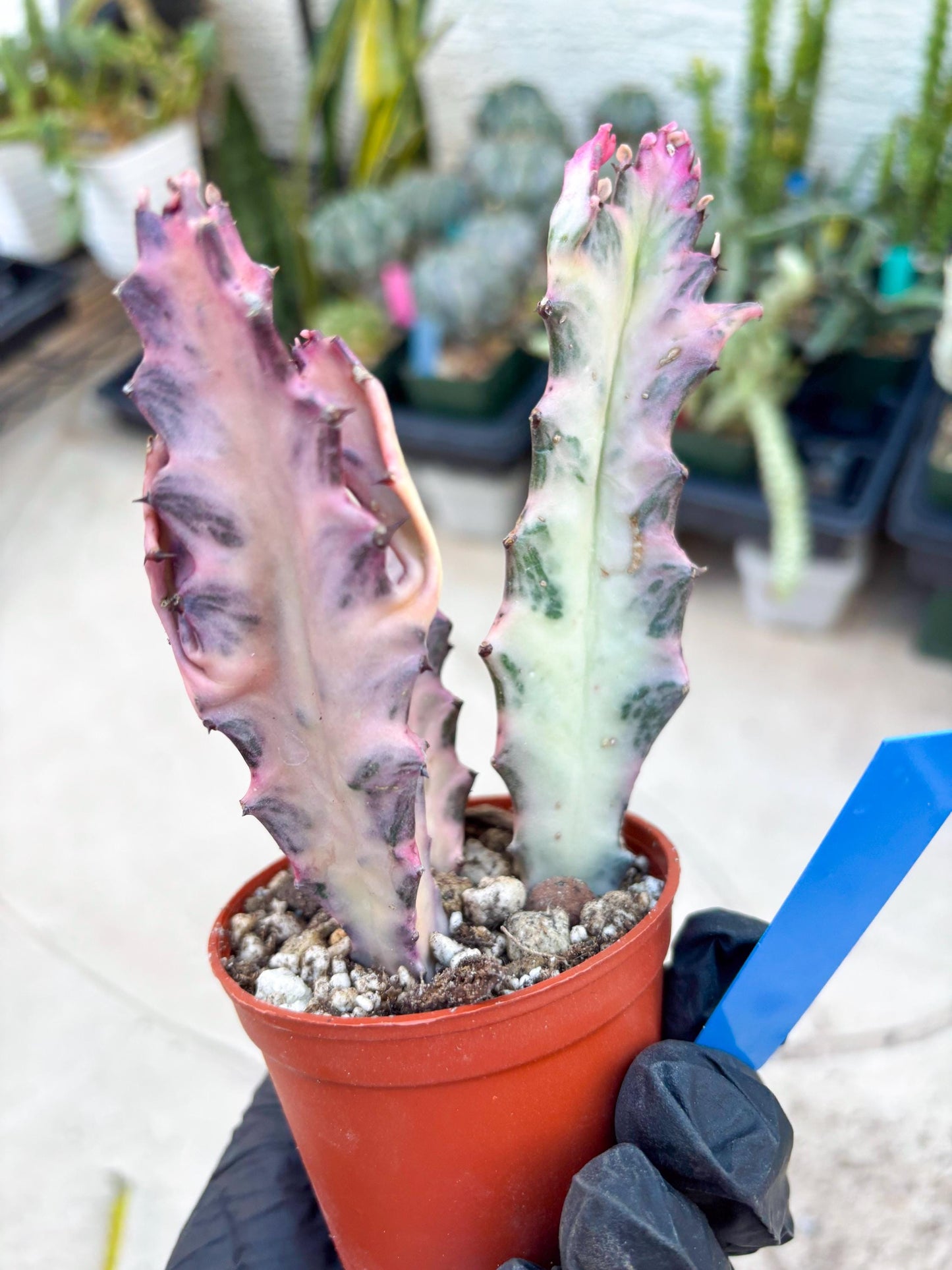 Pink Euphorbia Lactea (B) | 1 Pot/ 3pcs of plants
