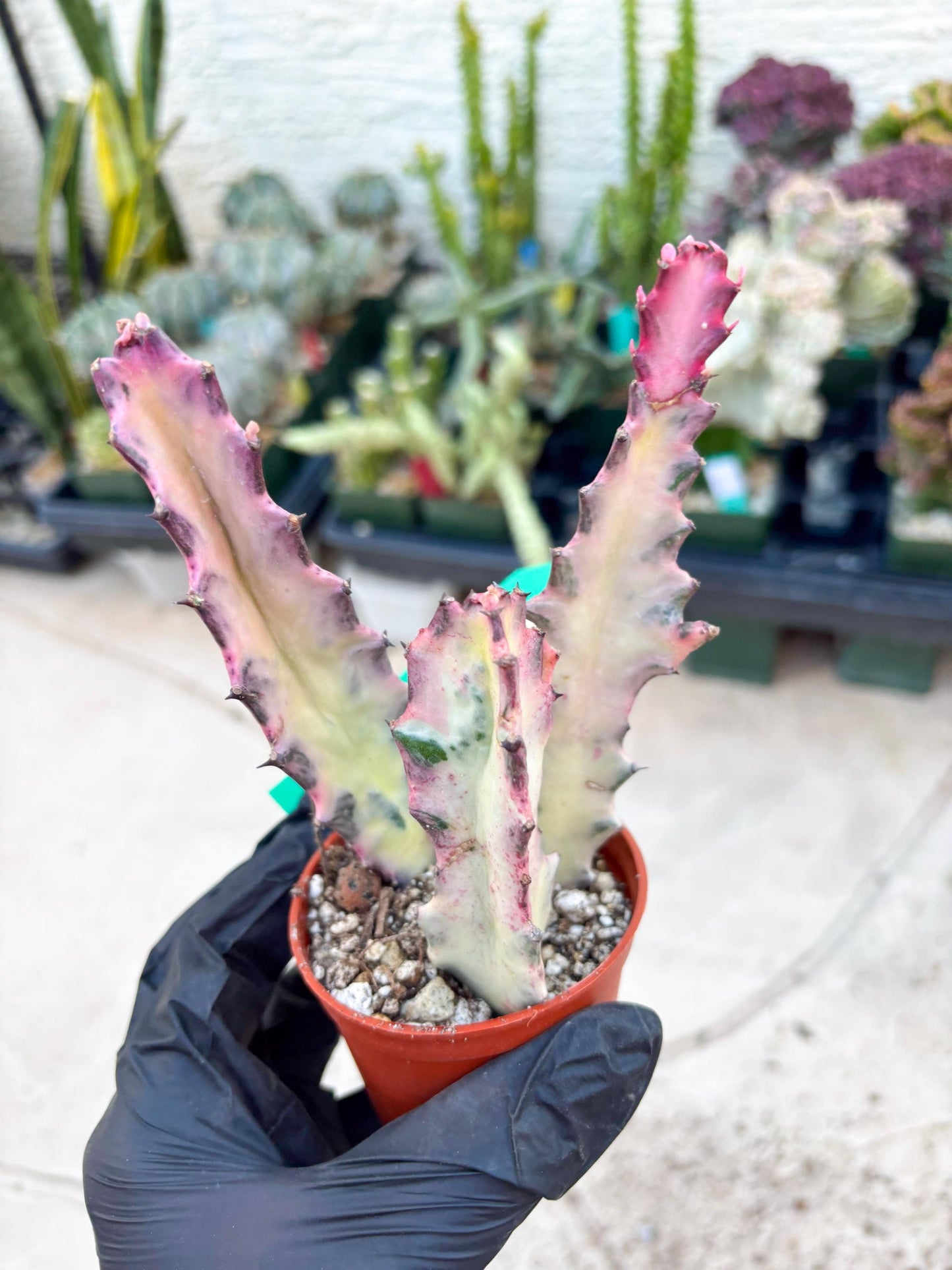 Pink Euphorbia Lactea (G) | 1 Pot/ 3pcs of plants