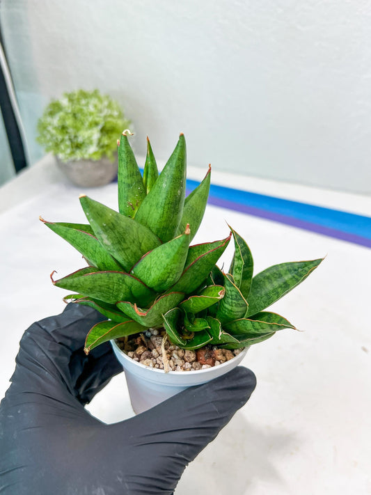 Sansevieria Snow lotus (g1) (1) | Imported Plant