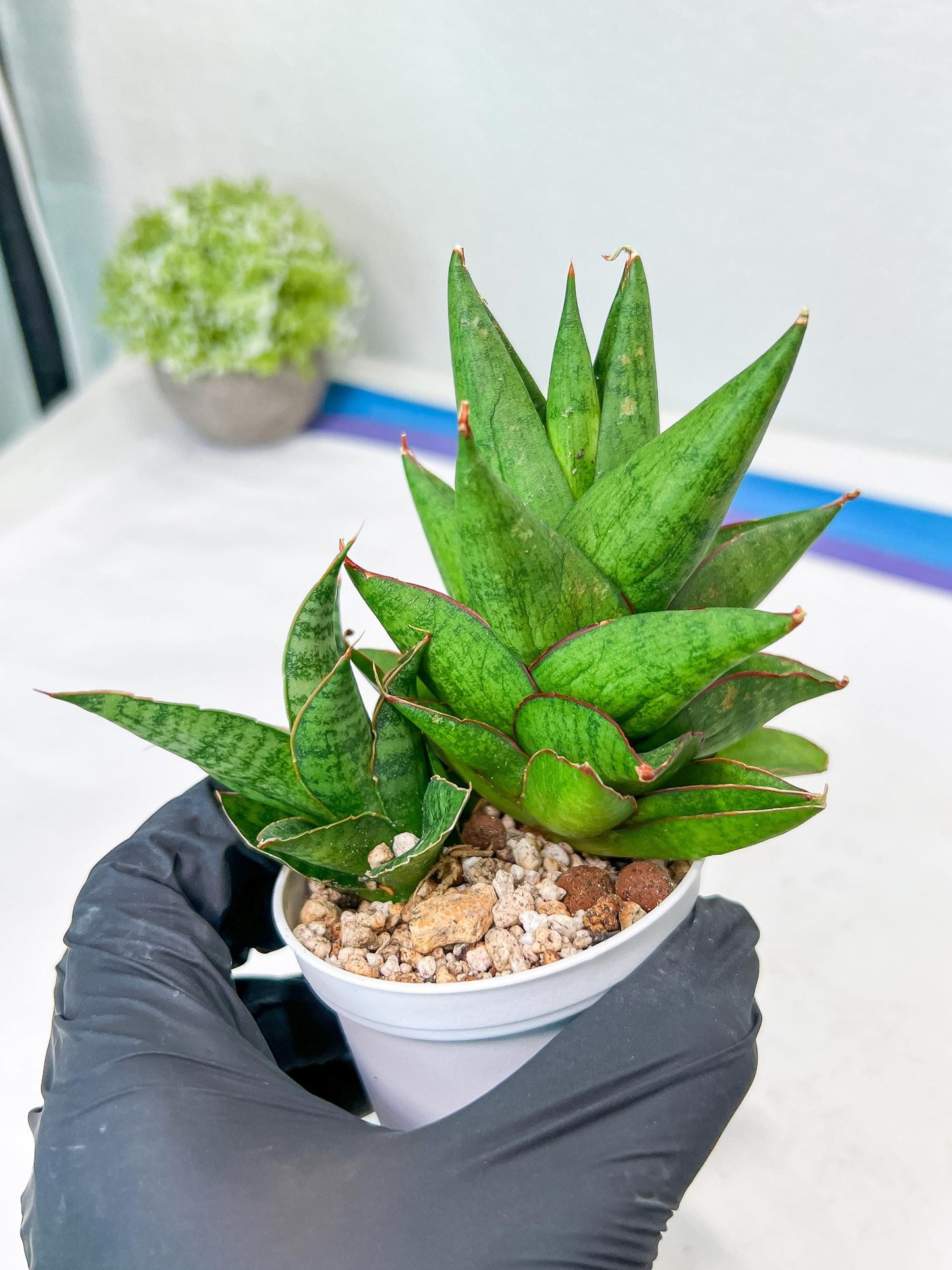 Sansevieria Apollo (g1) (1) | Imported Plant