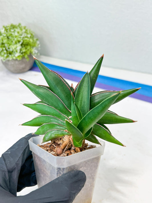 Sansevieria Sawasdee (#RA17) | Imported Hybrids